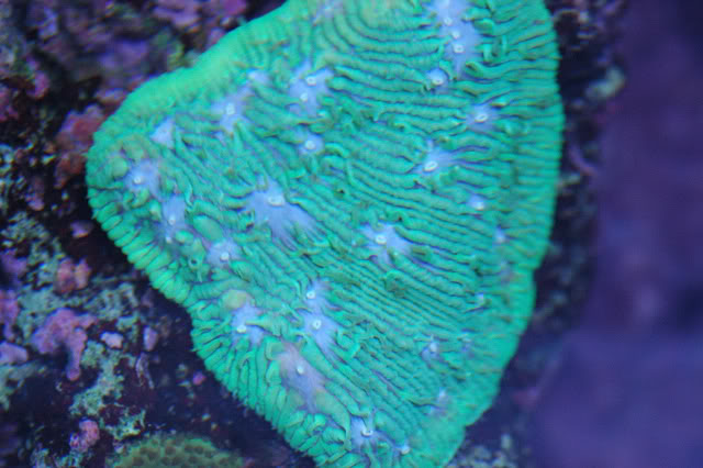 corals0002-8.jpg