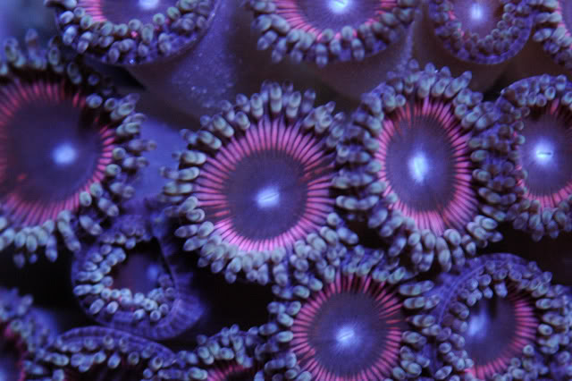 corals0003-7.jpg