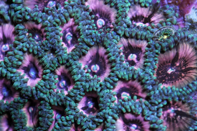 corals0004-5.jpg