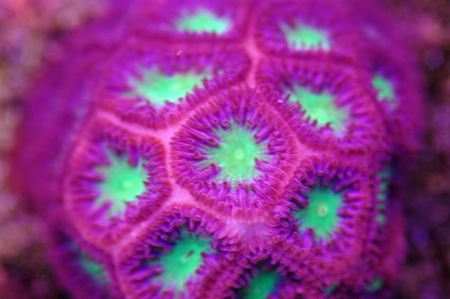 corals0009-2.jpg