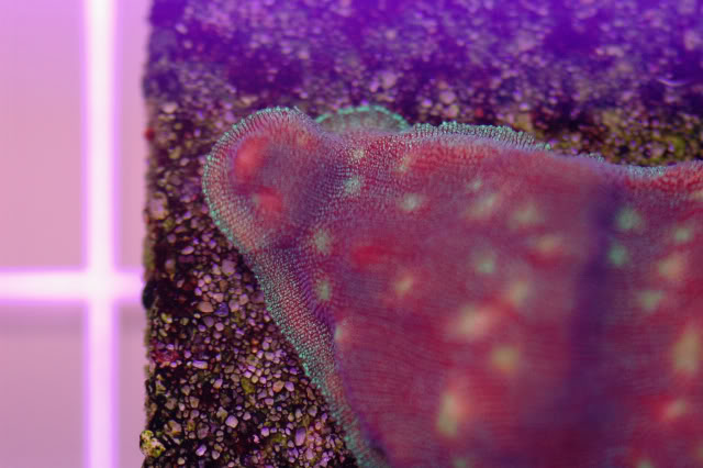 corals0010-2.jpg