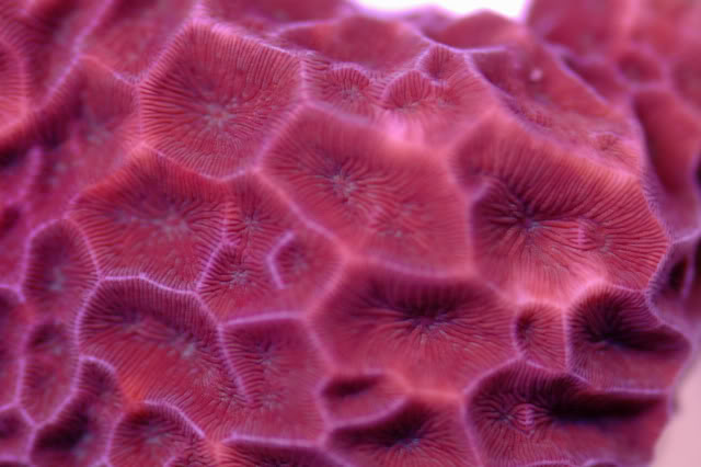 corals0013-2.jpg