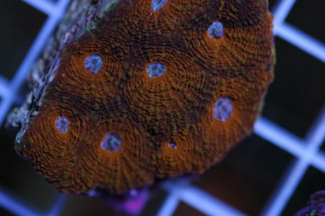 corals690001.jpg