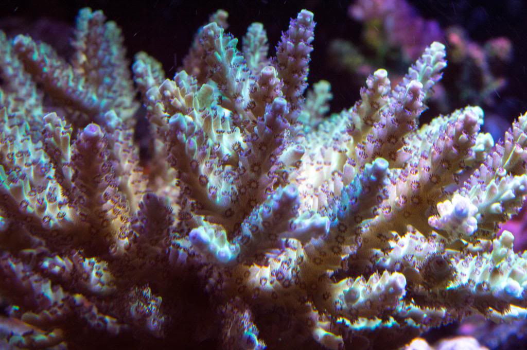 coralpicsMay142013-34_zpsd1668ca5.jpg