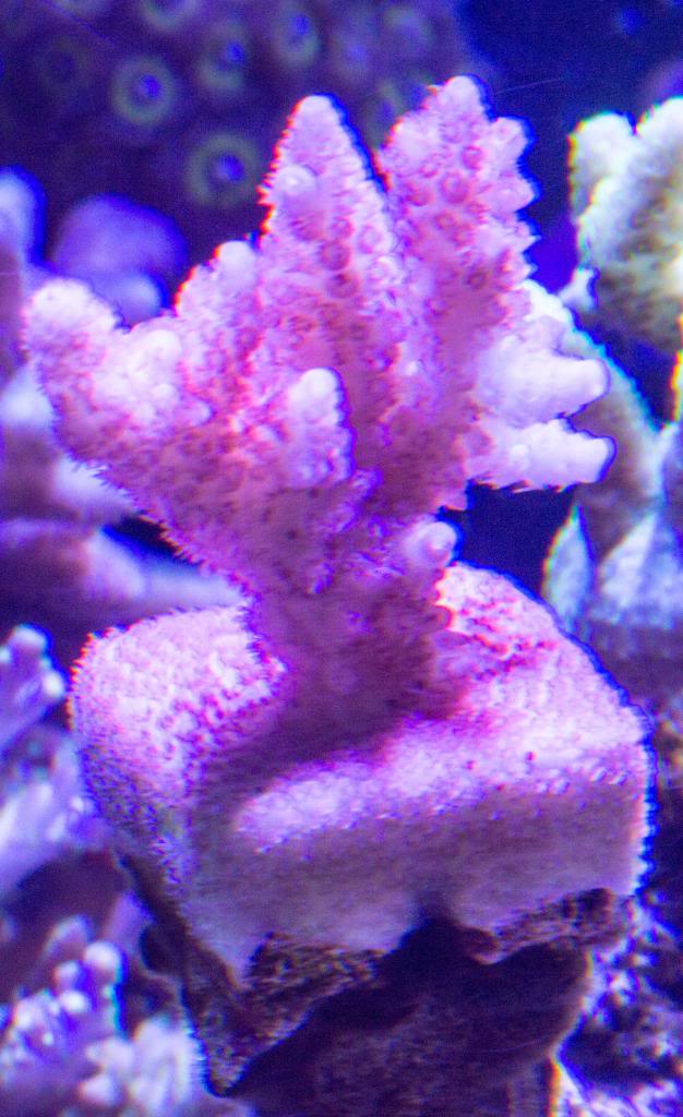 coralpicsMay172013-19_zpsf22d9c66.jpg