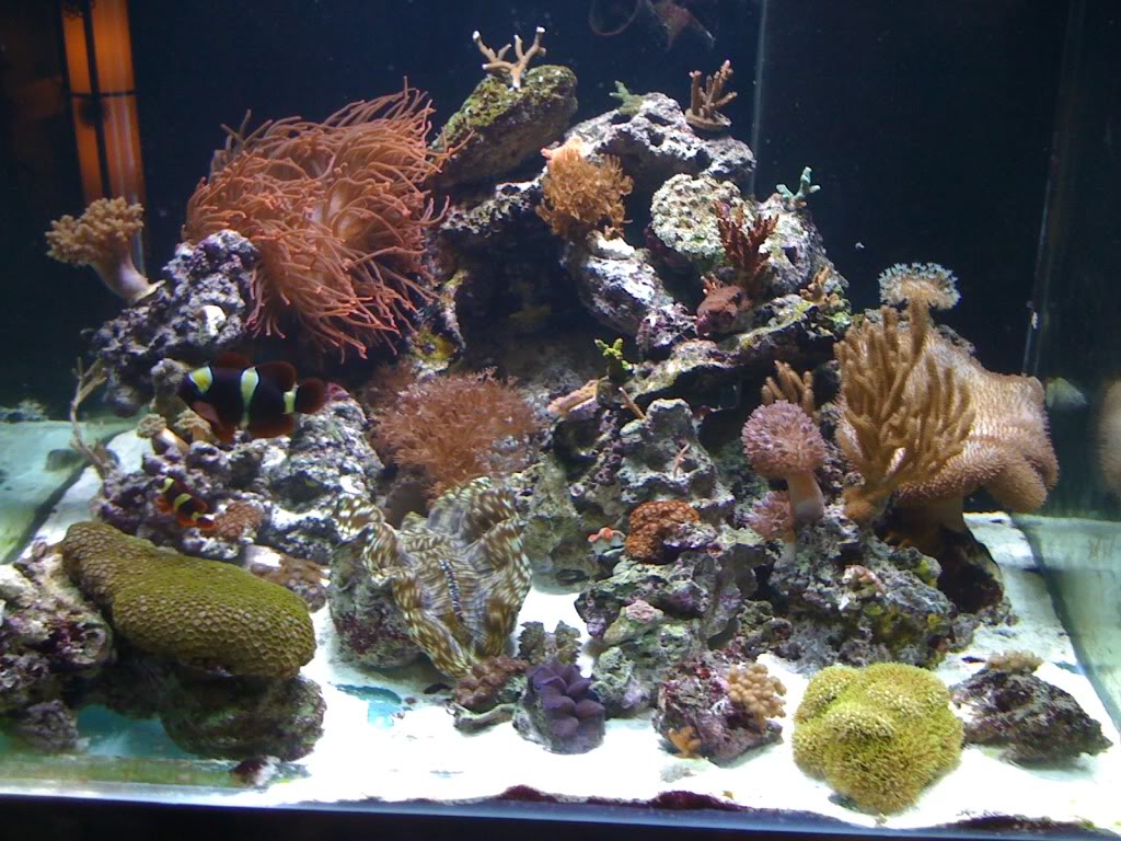 aquarium007.jpg