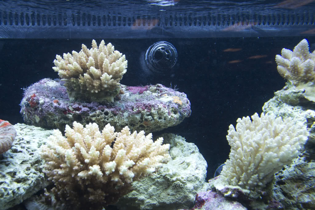 corals10.jpg