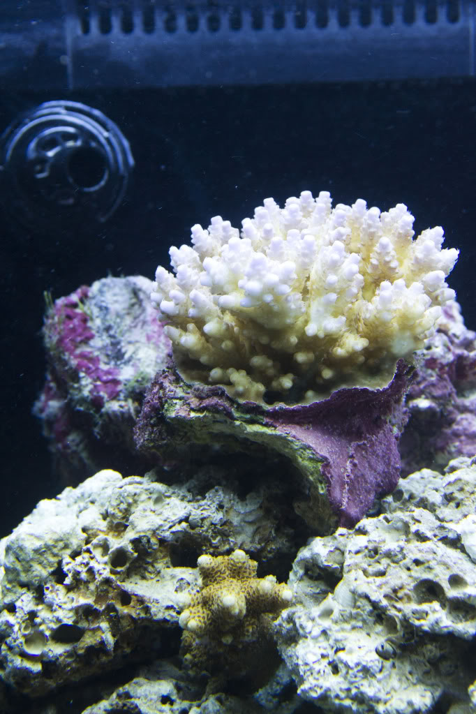 corals11.jpg