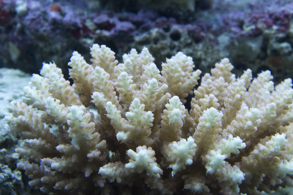 corals4.jpg