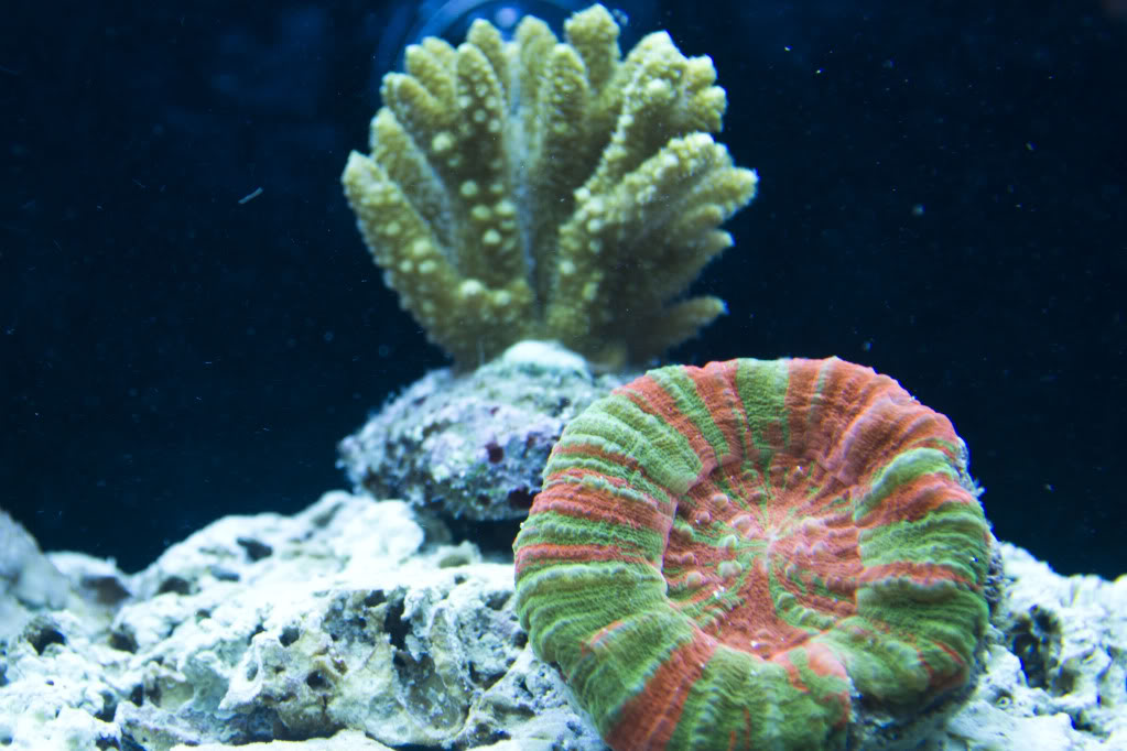 corals5.jpg