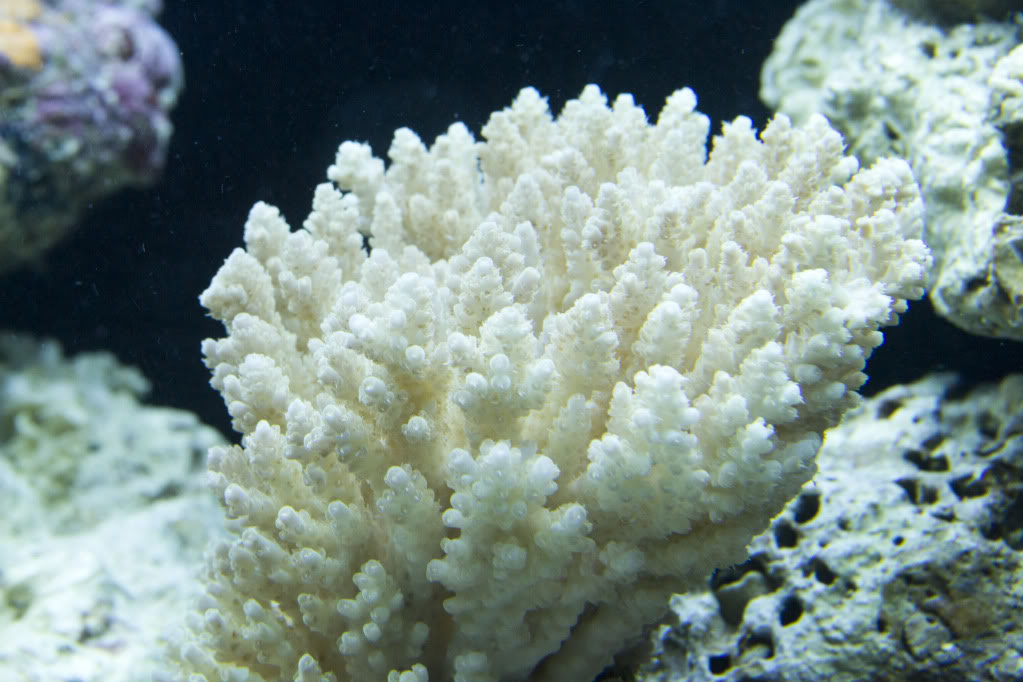 corals6.jpg