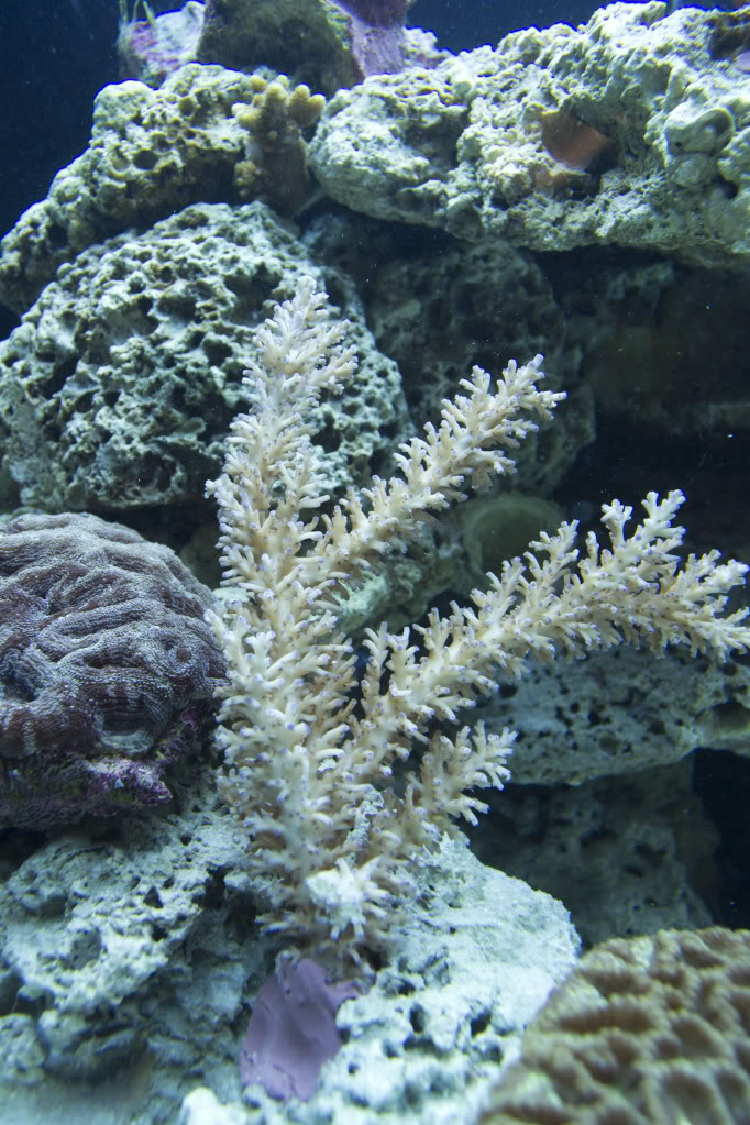 corals8.jpg