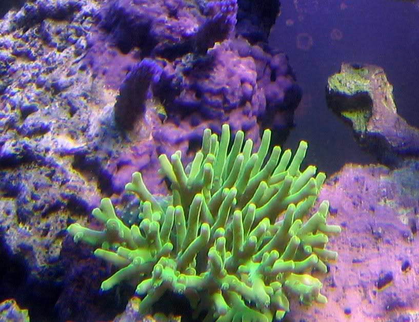 coralpics0141.jpg