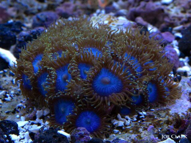 bluezoa.jpg