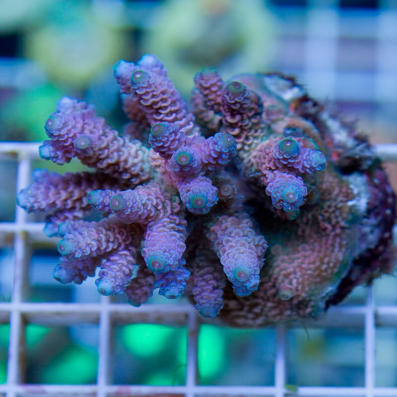 Large-Coral-12-1.jpg