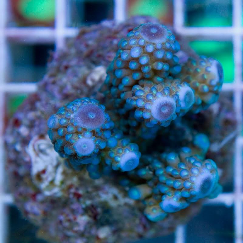 Large-Coral-12-3.jpg