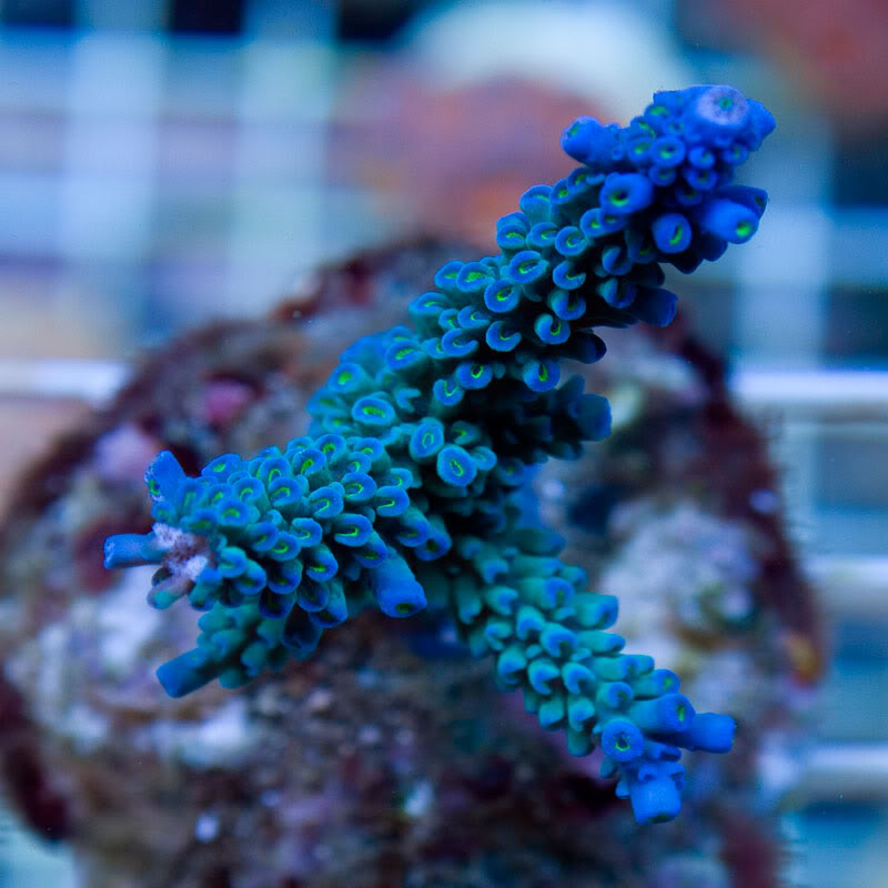 Large-Coral-12-5.jpg