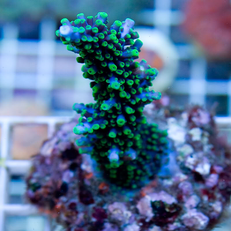 Large-Coral-12.jpg