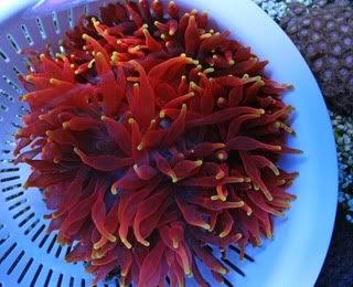 coral1-4.jpg