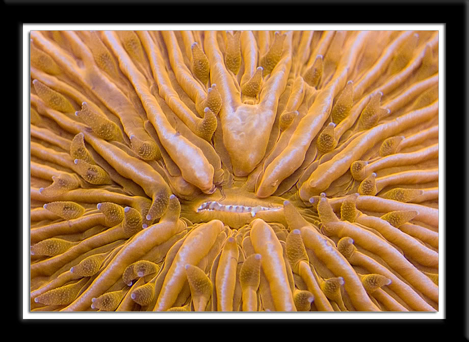 fungia-close-up.jpg