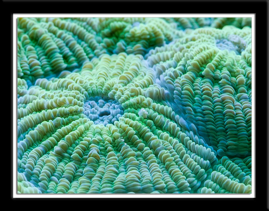 green-and-blue-moon-coral.jpg
