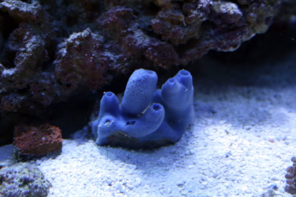 blue-haliclona-sponge.jpg