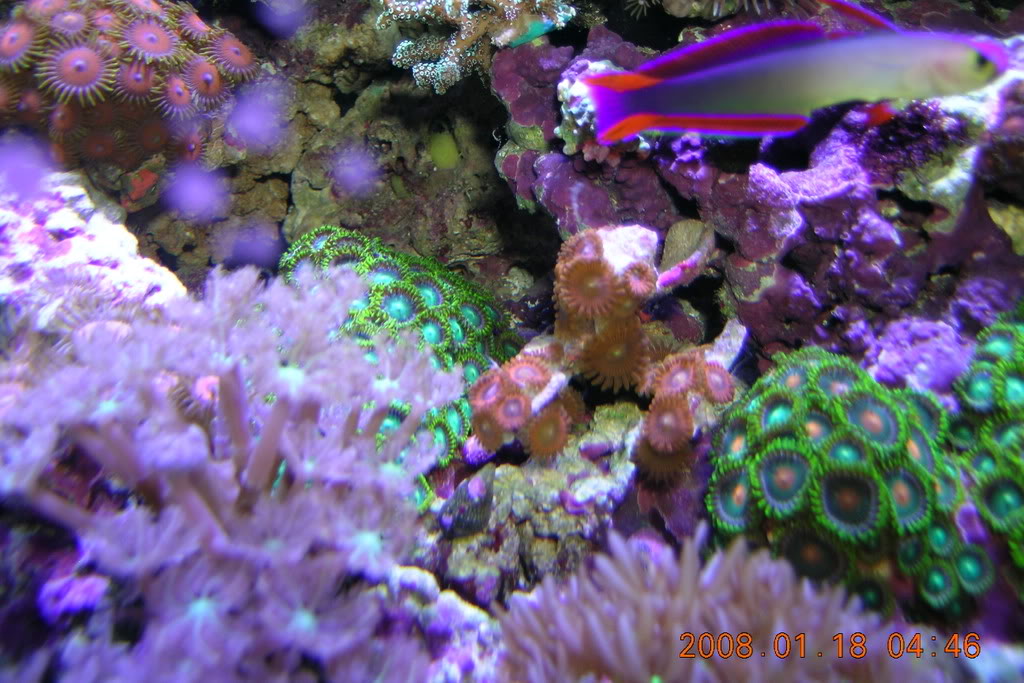 Corals-1.jpg