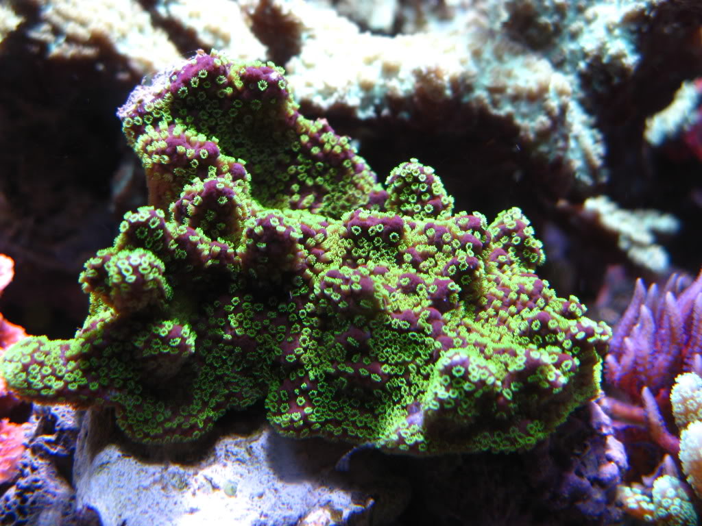 reefs014.jpg