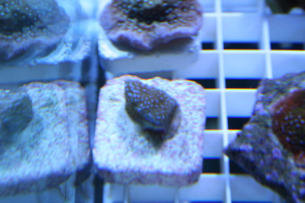 corals3-21058.jpg