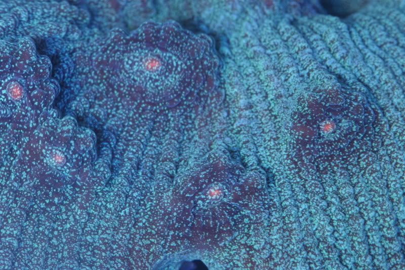 coral021.jpg