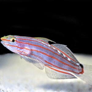 Gobies-3002_zpscgpnpric.png