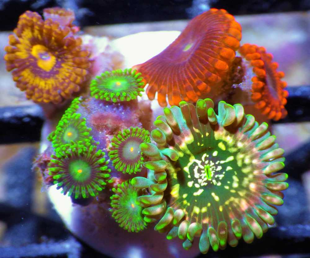 F%20S3005%20Super%20Ultra%20Mixed%20Zoas%20and%20Palys%20125%2089%201_zpsm2csojin.jpg