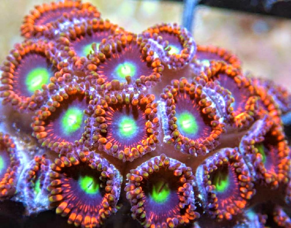 F%20S3034%20Red%20Ring%20Zoanthids%2015%20592_zpssv8cxlxg.jpg