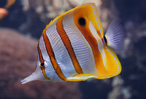 220copperband20butterfly20fish.jpg