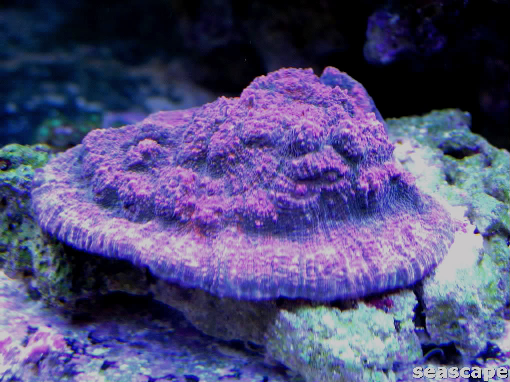 corals044.jpg