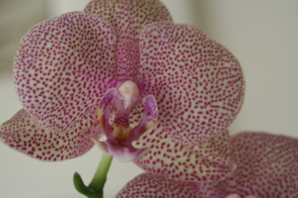 orchids006.jpg