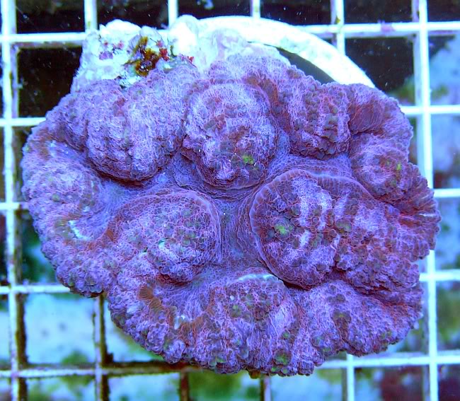 PurpleDinoSymphyllia-99.jpg