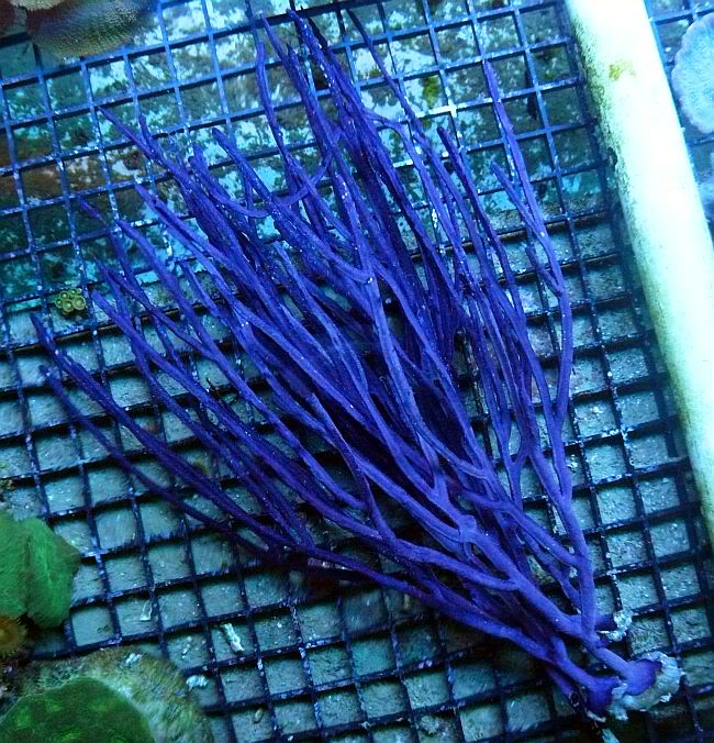 PurpleSeaWhips-49ea.jpg