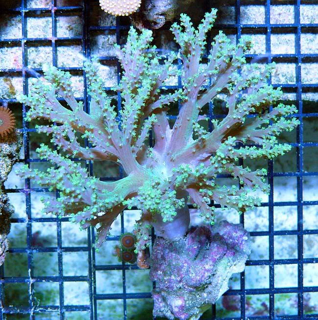 AquaculturedGreenSinularia-79.jpg
