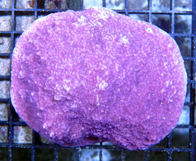 PurpleDinoMonti-69.jpg