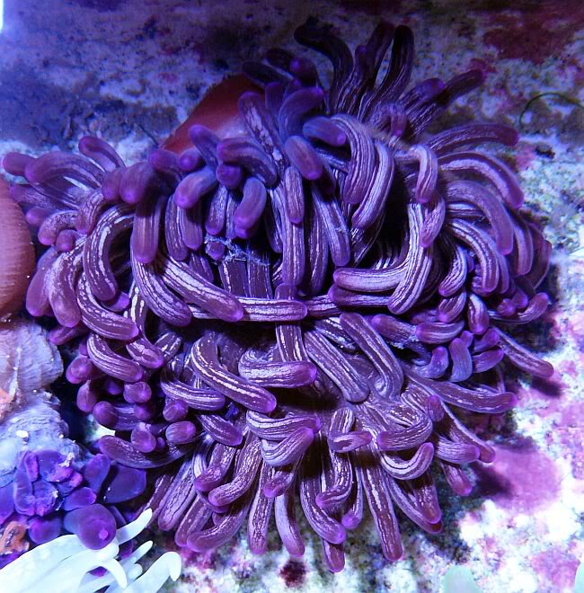PurpleLTA-1.jpg