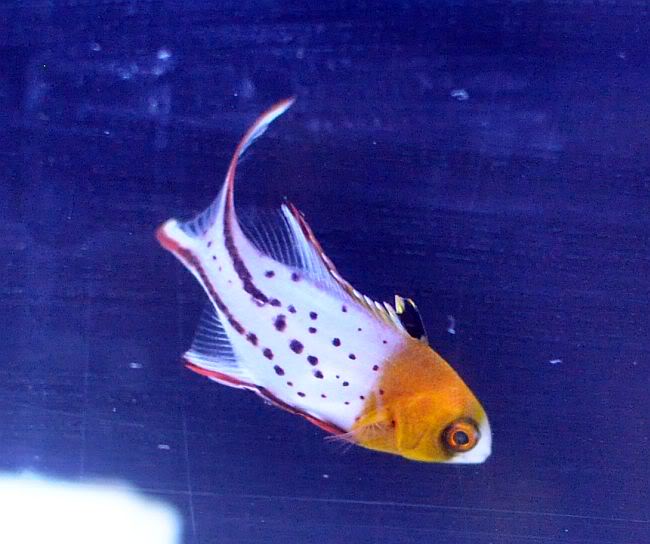 LyretailHogfish-80.jpg