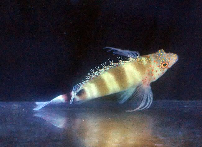 SpottedHawkfish-60.jpg