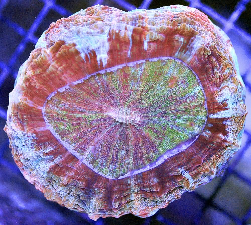 RainbowFlareAcanthophyllia-750.jpg