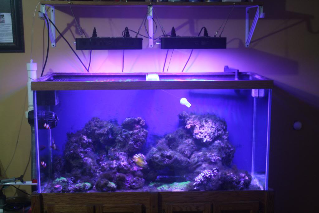 How Do You Hang Your Lights Looking For Ideas Reef2reef Saler And Reef Aquarium Forum - Hanging Aquarium Light For Ceiling