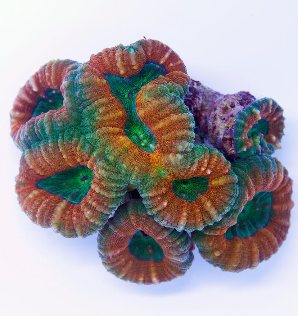 AAA-Corals.jpg