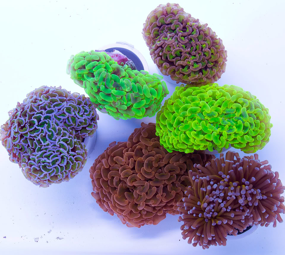 AAA-Corals_11.jpg