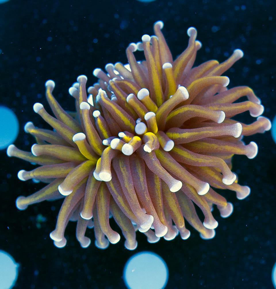 AAA-Corals_14.jpg