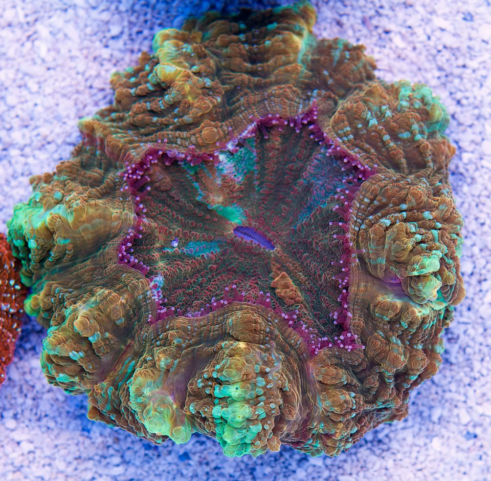 AAA-Corals_3.jpg