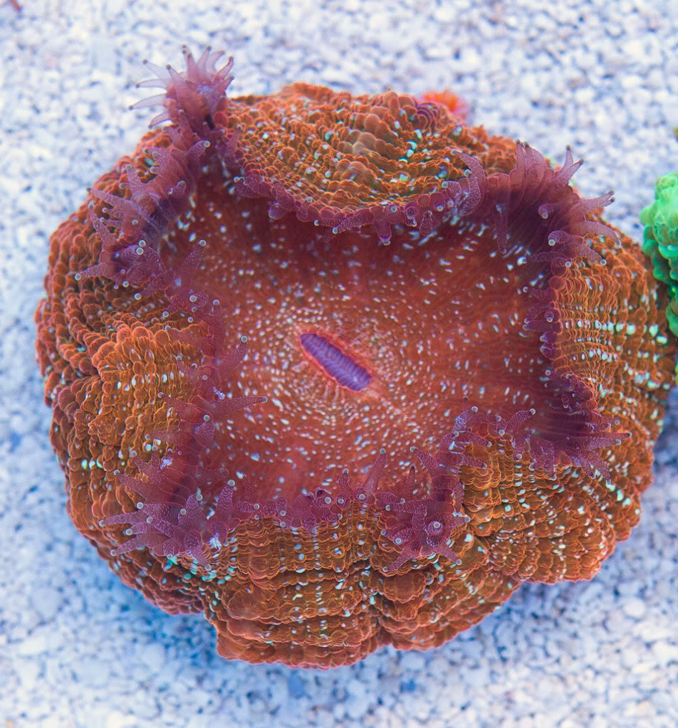 AAA-Corals_4.jpg
